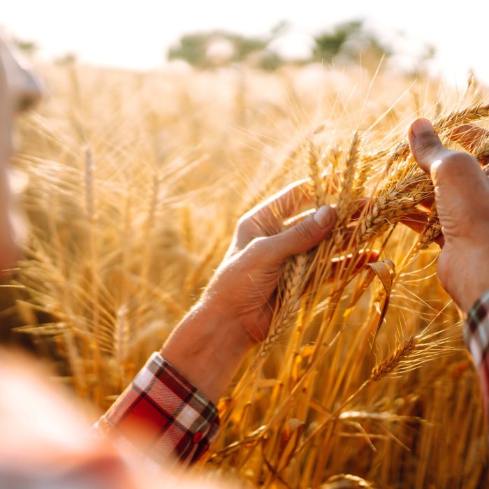 A Field Of Wheat Touched By The Hands Of Spikes In The Sunset Light.
